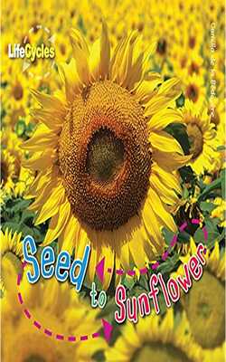 Life Cycles Collection Seed to Sunflower